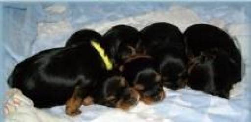 Sibesoin.com petite annonce gratuite superbes chiots yorkshire terrier pure race