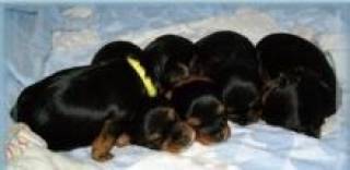 la petite annonce superbes chiots yorkshire terrier pure race sur Sibesoin.com / nantes (44100)