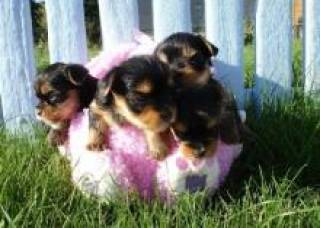 Sibesoin.com petite annonce gratuite 2 superbes chiots yorkshire terrier pure race