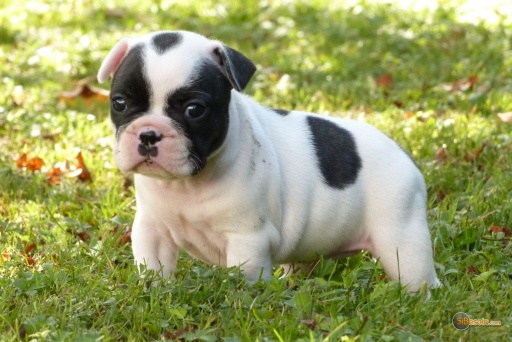 Sibesoin.com petite annonce gratuite Chiots bouledogue français lof