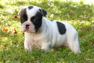 la petite annonce Chiots bouledogue français lof sur Sibesoin.com / villeneuve sur lot (47300)