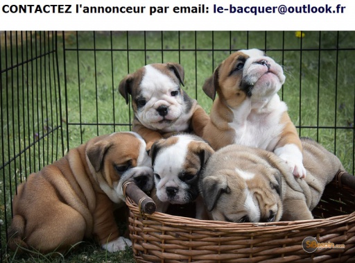 Sibesoin.com petite annonce gratuite  a adopter chiots bulldog anglais