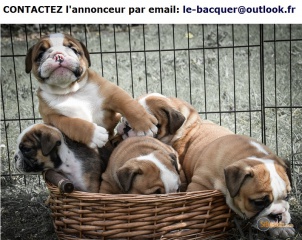 Sibesoin.com petite annonce gratuite 2  a adopter chiots bulldog anglais