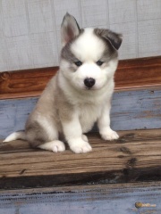 la petite annonce Adorables chiots type husky siberien à adopter sur Sibesoin.com / Nanterre