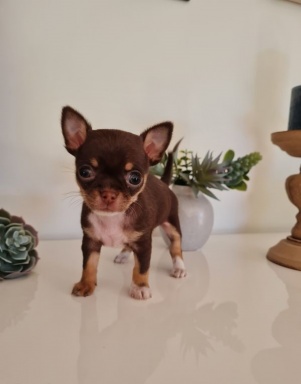 Sibesoin.com petite annonce gratuite Don de femelle chihuahua