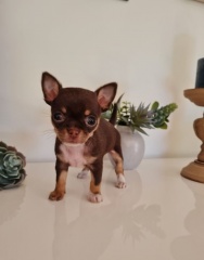 Sibesoin.com petite annonce gratuite 1 Don de femelle chihuahua