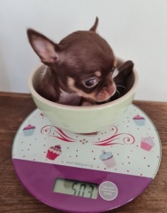 Sibesoin.com petite annonce gratuite 2 Don de femelle chihuahua