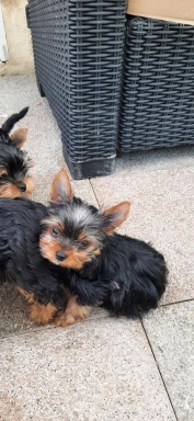 Sibesoin.com petite annonce gratuite Chiots yorkshire terrier lof 