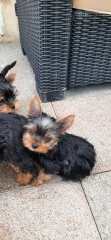 la petite annonce Chiots yorkshire terrier lof  sur Sibesoin.com / Le Teilleul