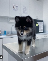 la petite annonce Voila deja nos chiots pomsky siberien  sur Sibesoin.com / chalon en champagne 