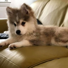 Sibesoin.com petite annonce gratuite 4 Voila deja nos chiots pomsky siberien 