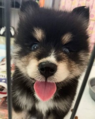 Sibesoin.com petite annonce gratuite 7 Voila deja nos chiots pomsky siberien 