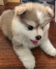 Sibesoin.com petite annonce gratuite 9 Voila deja nos chiots pomsky siberien 