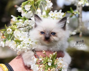 la petite annonce Chaton femelle sacré de birmanie sur Sibesoin.com / Saint-Denis 