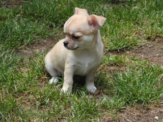 Petites Annonces Gratuites Partout En France Chiots