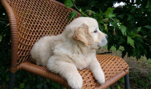 Sibesoin.com petite annonce gratuite Chiot golden retriever femelle à donner