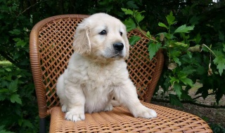 Sibesoin.com petite annonce gratuite 2 Chiot golden retriever femelle à donner