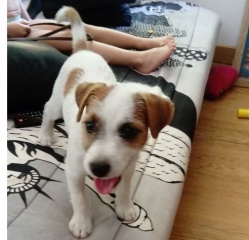 Sibesoin.com petite annonce gratuite 1 Don de jack russell male de 3 mois