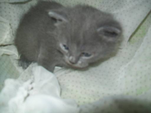 Sibesoin.com petite annonce gratuite a reserver chatons chartreux loo pour noel
