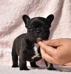 la petite annonce Chiots de race bouledogue français sur Sibesoin.com / PARIS