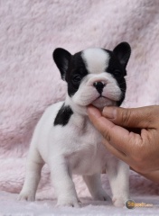 Sibesoin.com petite annonce gratuite 2 Chiots de race bouledogue français