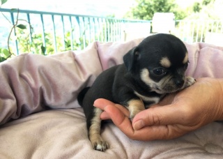 Sibesoin.com petite annonce gratuite 2 Superbes chiots chihuahua