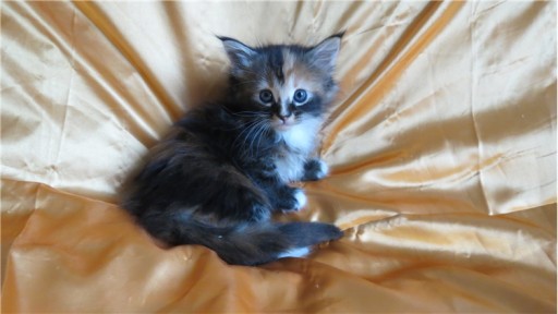 Sibesoin.com petite annonce gratuite Chatons femelles maine coon brown tortie