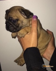 Sibesoin.com petite annonce gratuite 1 Très beau chiots bouledogue français en adoption 