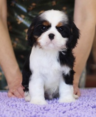 la petite annonce 4 chiots de race cavalier king charles sur Sibesoin.com / Paris