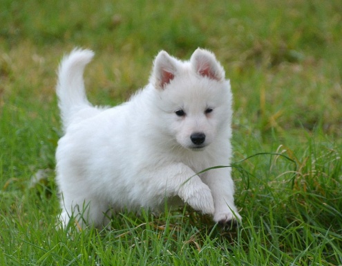 Sibesoin.com petite annonce gratuite Chiot berger blanc suisse à donner...