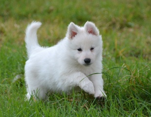 la petite annonce Chiot berger blanc suisse à donner... sur Sibesoin.com / boulogne billancourt (92100)