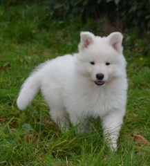 Sibesoin.com petite annonce gratuite 2 Chiot berger blanc suisse à donner...