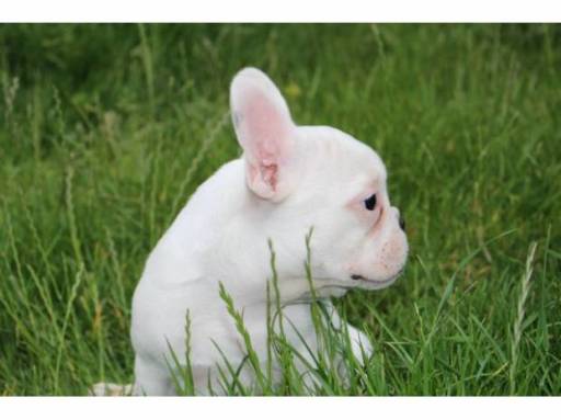 Sibesoin.com petite annonce gratuite Adorable chiot bouledogue français lof