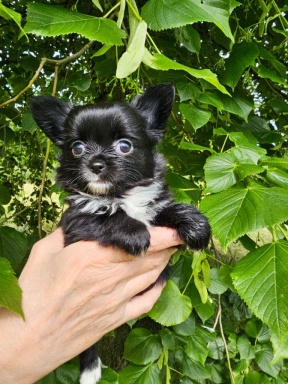 Sibesoin.com petite annonce gratuite A donner contre bon soins magnifique chiot chihuahua