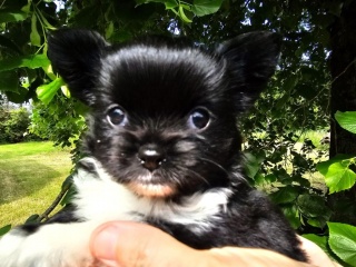 Sibesoin.com petite annonce gratuite 2 A donner contre bon soins magnifique chiot chihuahua