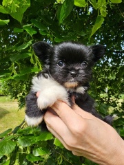 Sibesoin.com petite annonce gratuite 3 A donner contre bon soins magnifique chiot chihuahua