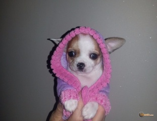 la petite annonce  jolie demoiselle chihuahua femelle loof sur Sibesoin.com / chagnolet (17139)