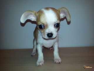 Sibesoin.com petite annonce gratuite 2  jolie demoiselle chihuahua femelle loof