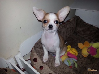 Sibesoin.com petite annonce gratuite 3  jolie demoiselle chihuahua femelle loof