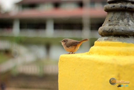 Sibesoin.com petite annonce gratuite Aider les oiseaux des villes