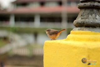 Sibesoin.com petite annonce gratuite 1 Aider les oiseaux des villes