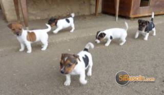 Sibesoin.com petite annonce gratuite 2 sublimes chiots jack russel pure race