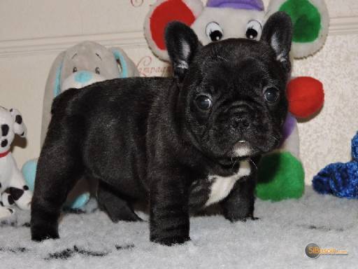 Sibesoin.com petite annonce gratuite chiots bouledogue français lof