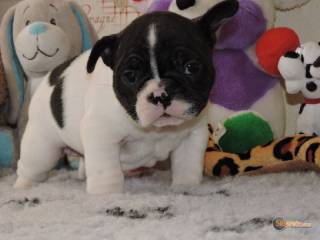 Sibesoin.com petite annonce gratuite 2 chiots bouledogue français lof