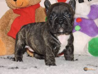 Sibesoin.com petite annonce gratuite 3 chiots bouledogue français lof