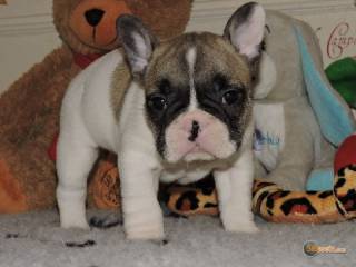 Sibesoin.com petite annonce gratuite 4 chiots bouledogue français lof