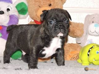 Sibesoin.com petite annonce gratuite 5 chiots bouledogue français lof