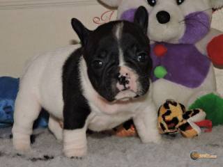 Sibesoin.com petite annonce gratuite 6 chiots bouledogue français lof