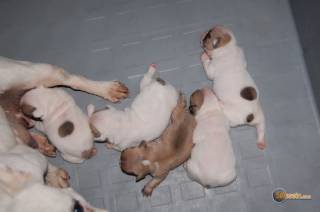 Sibesoin.com petite annonce gratuite 1 magnifiques chiots bouledogue français pure race