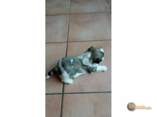 Photo de l'annonce femelle shih tzu lof tricolore wDzl85r1941AVAPNC6b3
